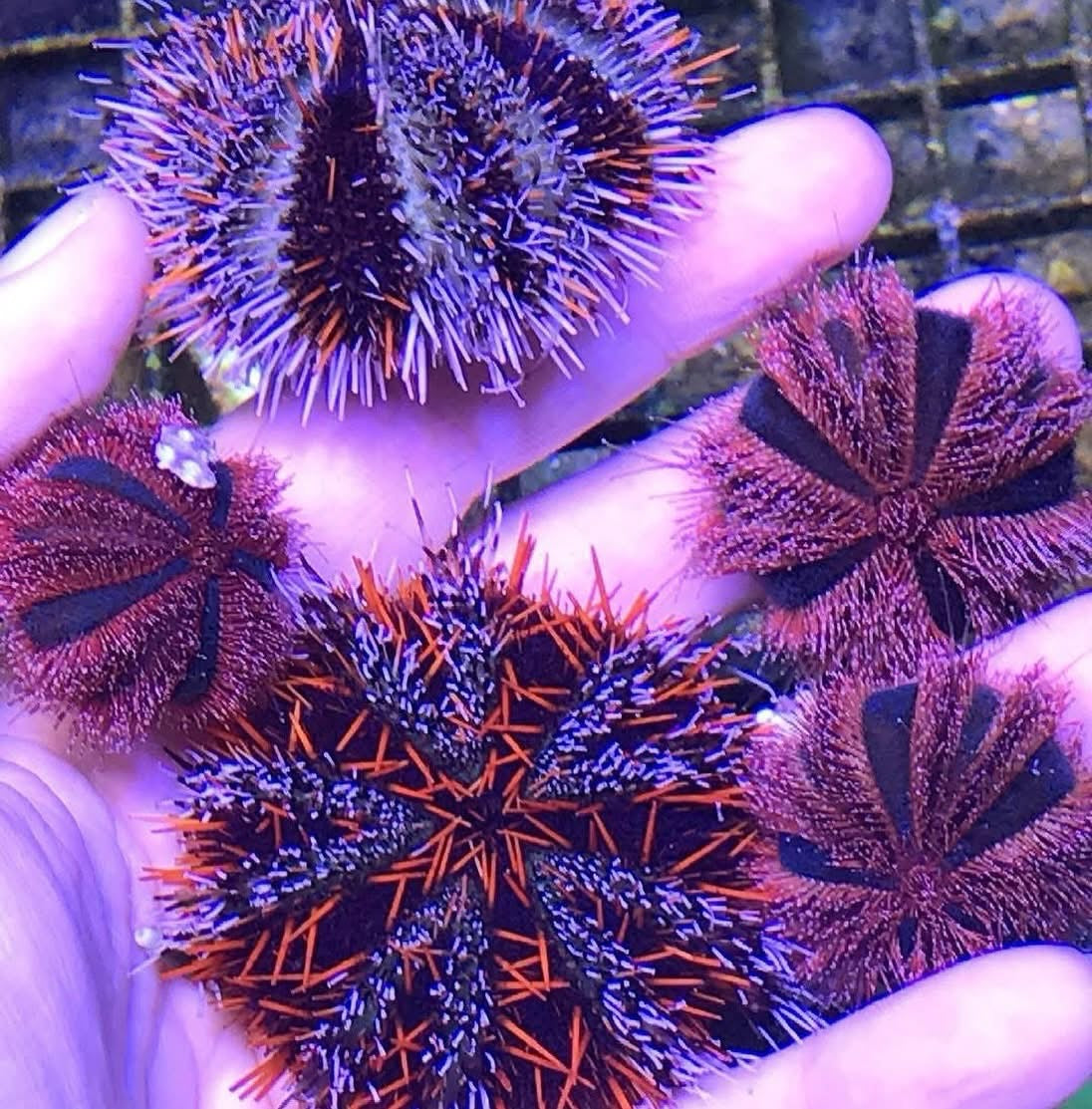 Invertebrates