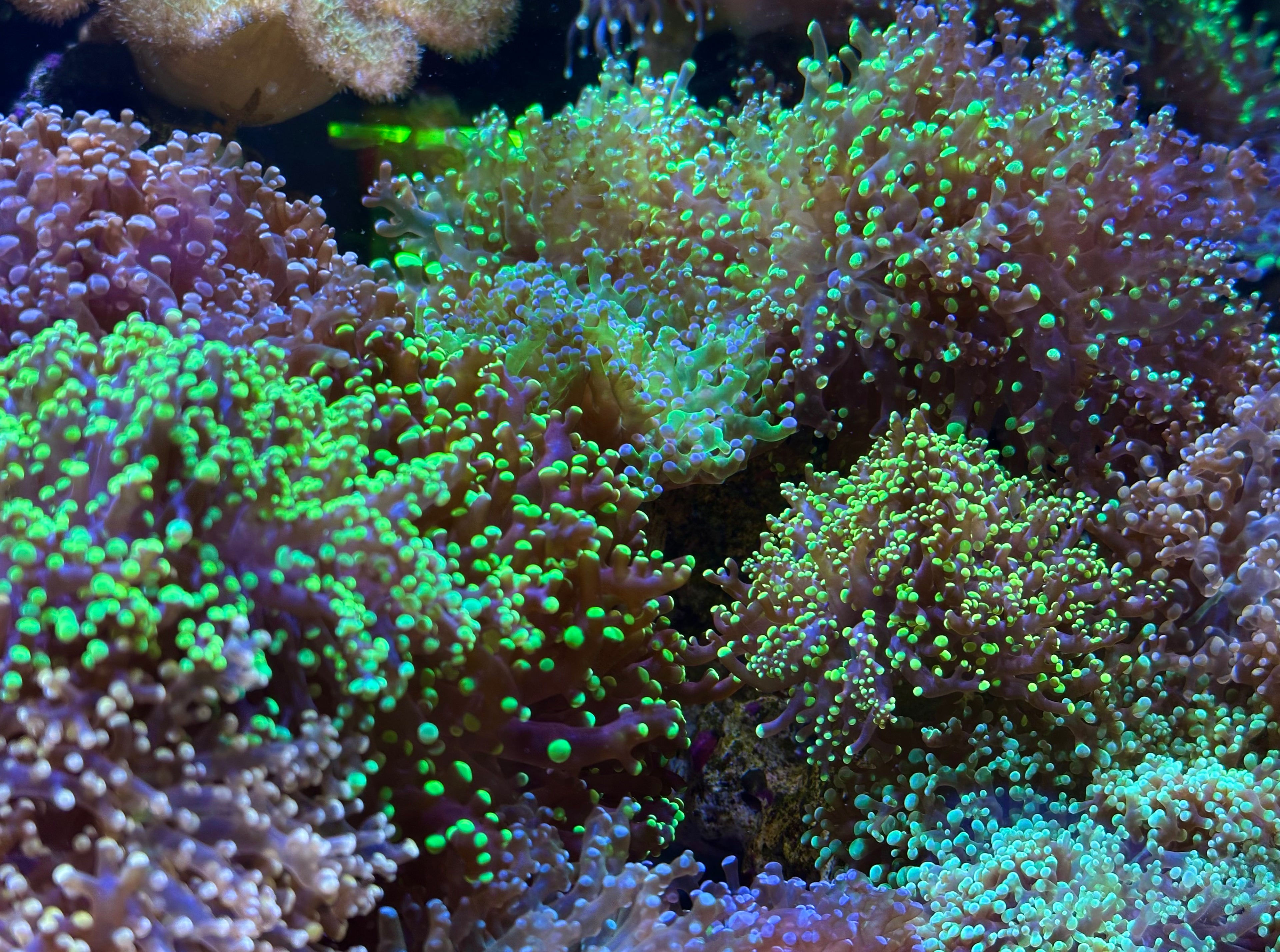LPS Corals