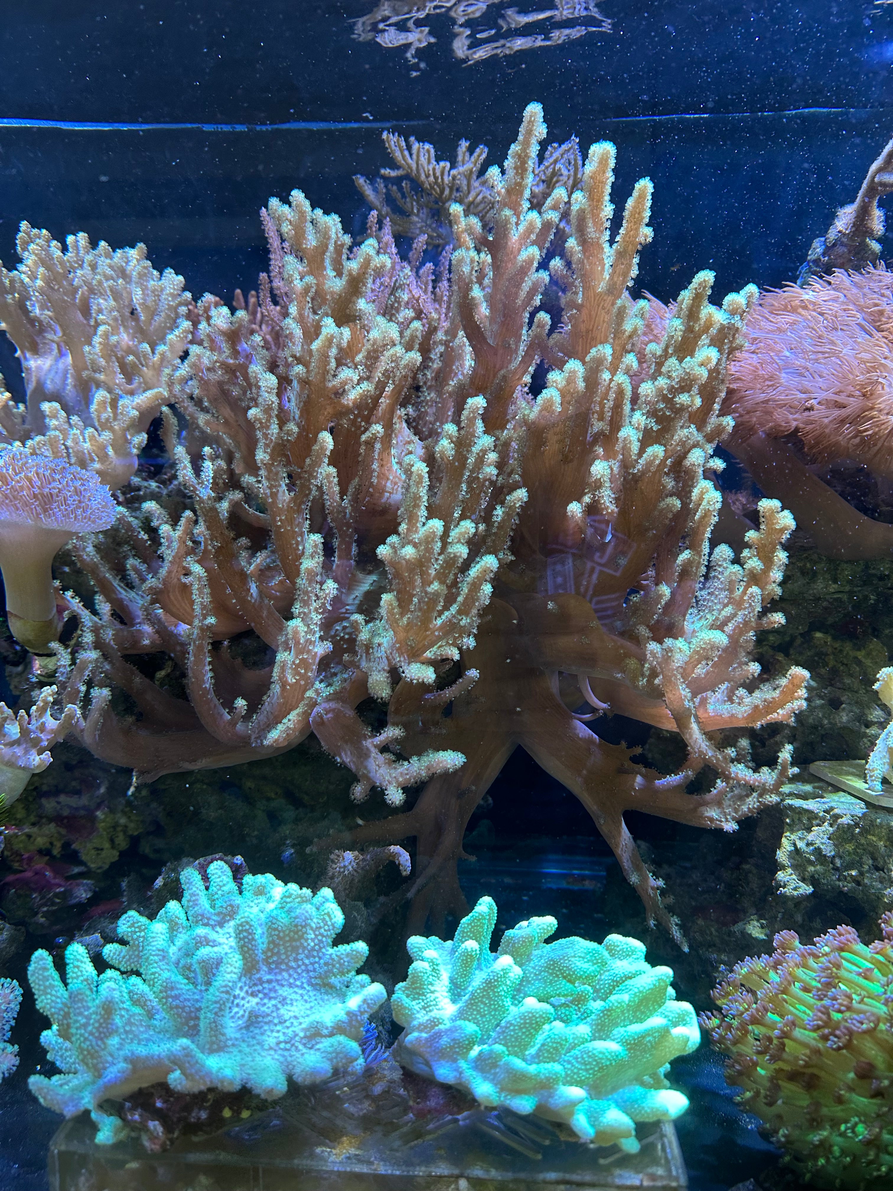 Soft Corals