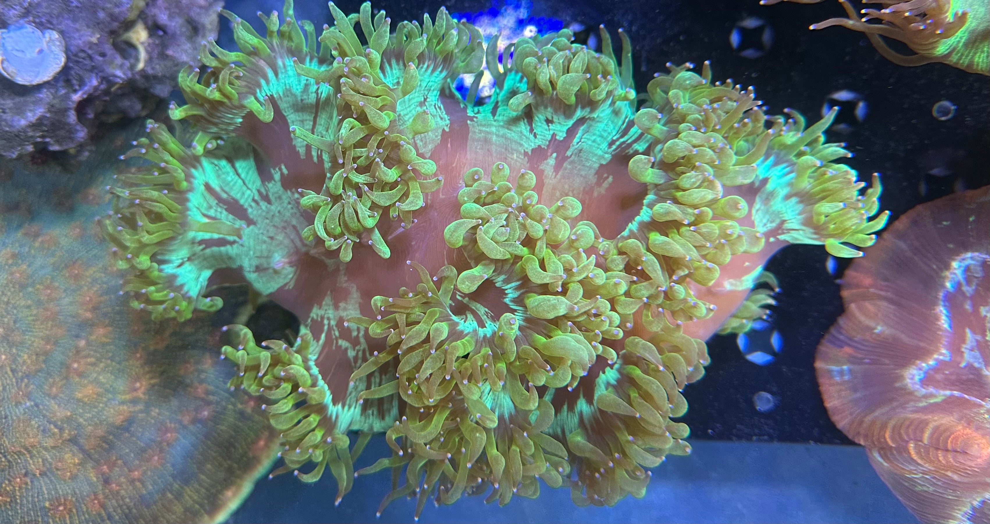 Elegance Coral - XXL