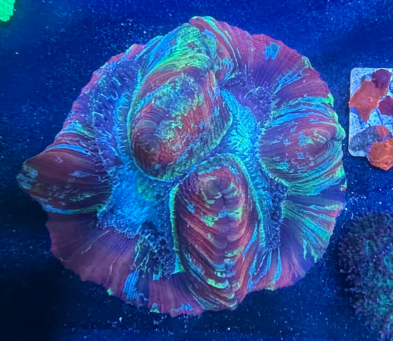 Rainbow Welsophyllia Brain - Large