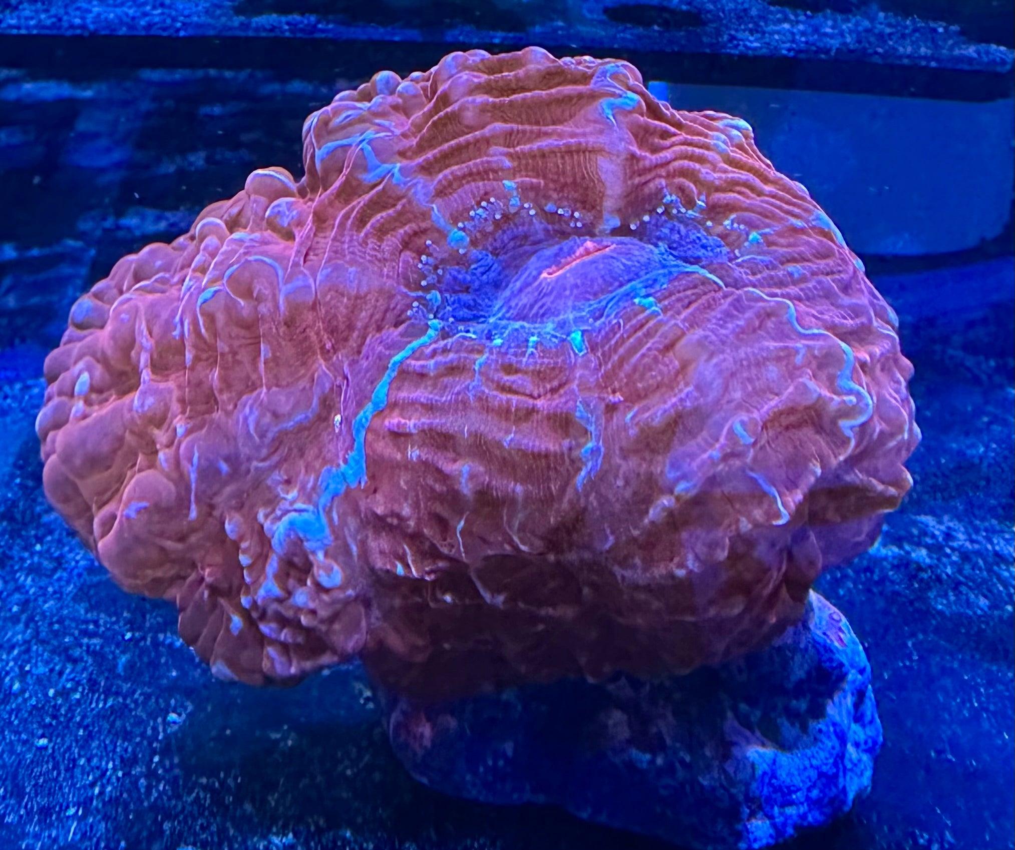 Red Cynarina Brain