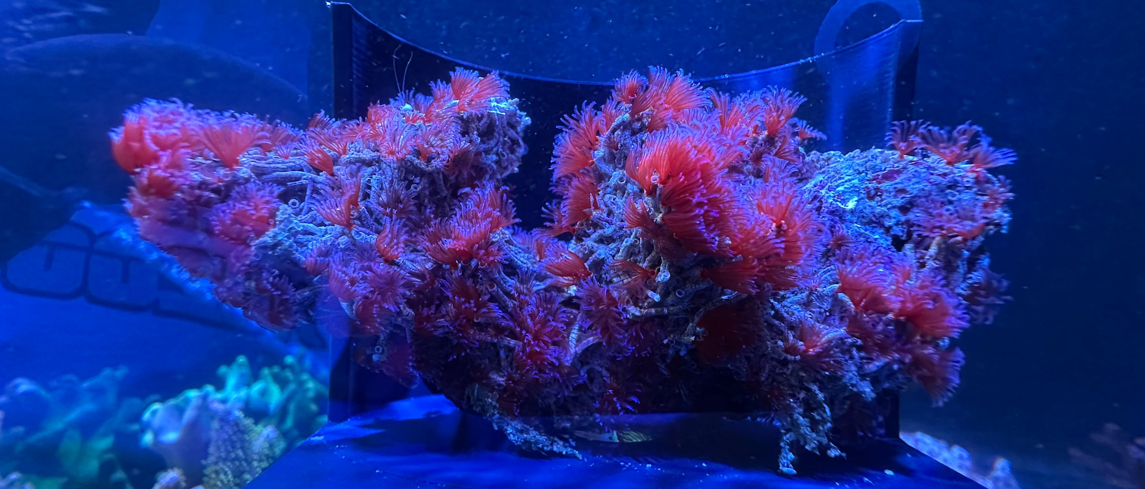 Red Colonial Feather Duster Colonies