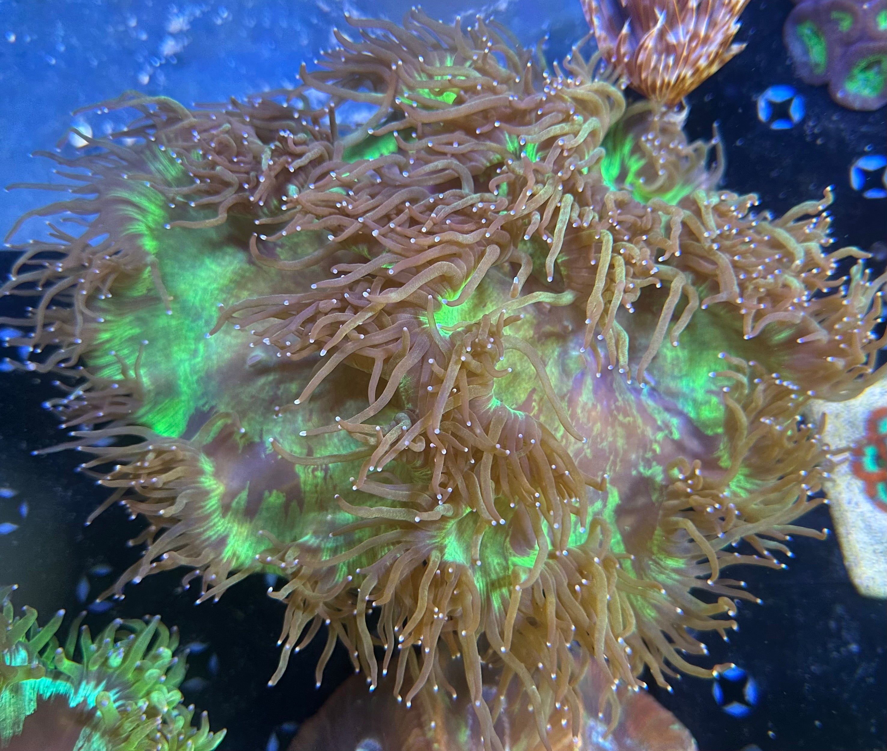 Elegance Coral - XXL