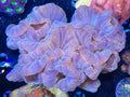 Fox Coral Colony - Large