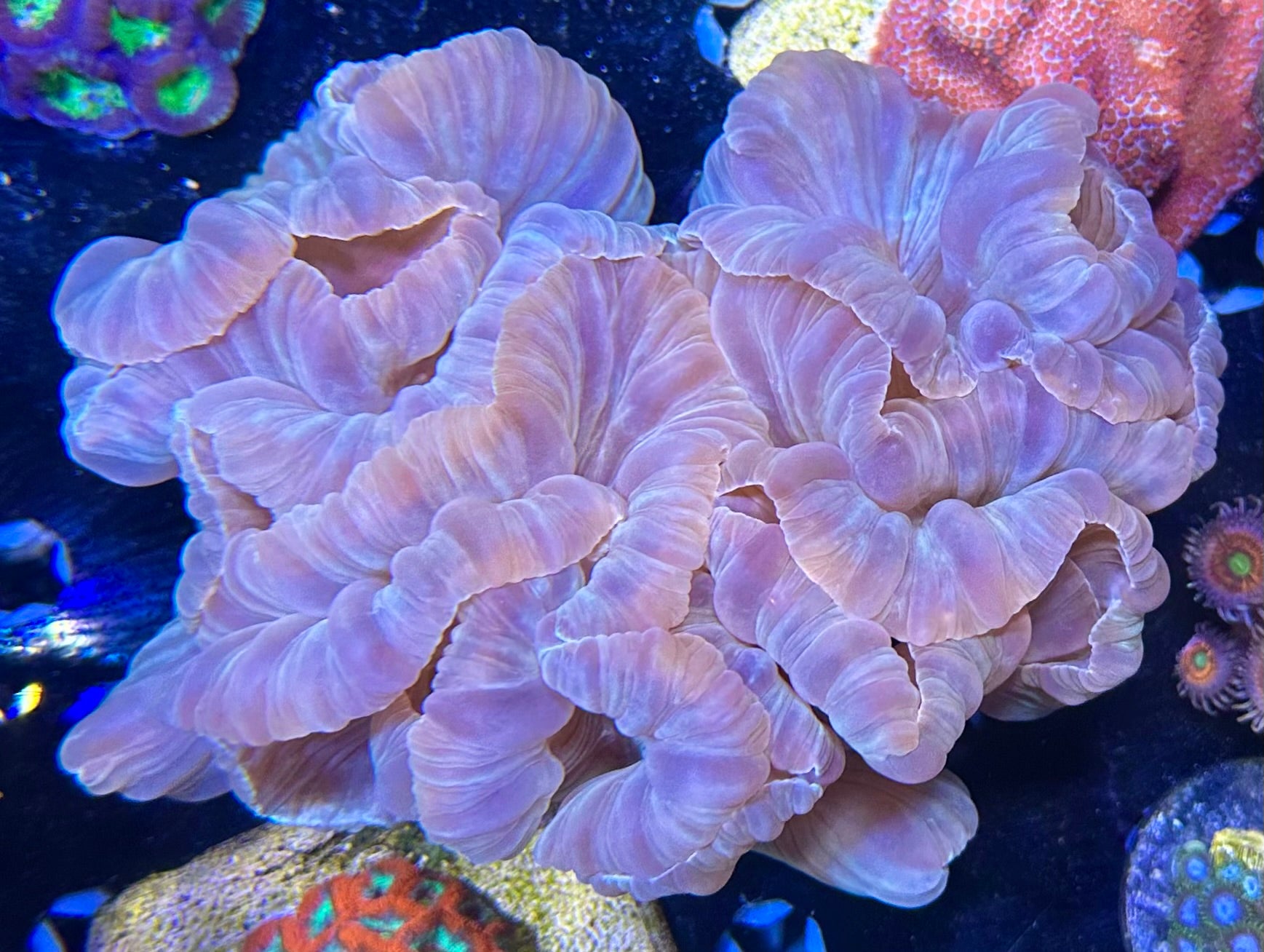 Fox Coral Colony - Large