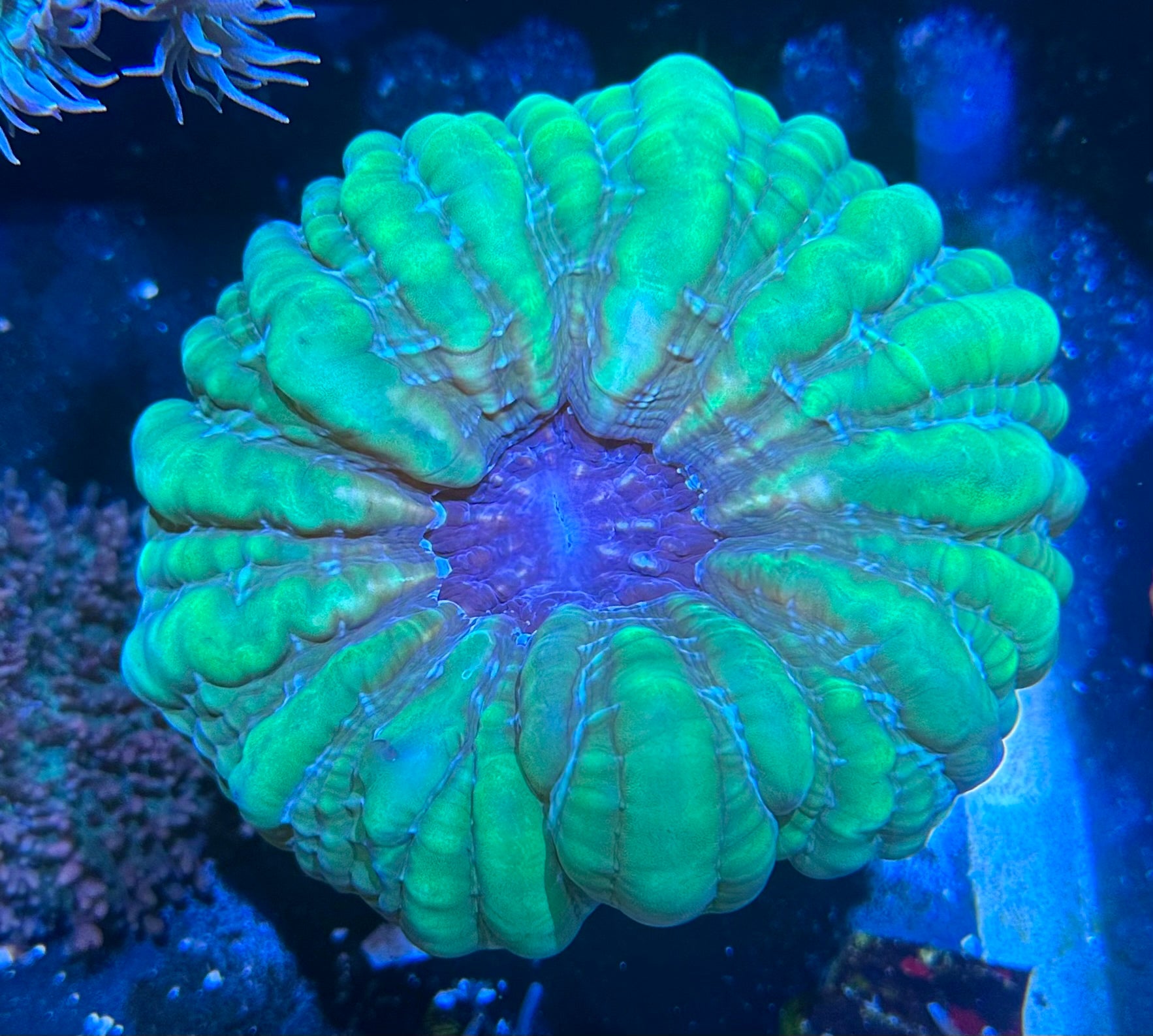 Green Cynarina Brain