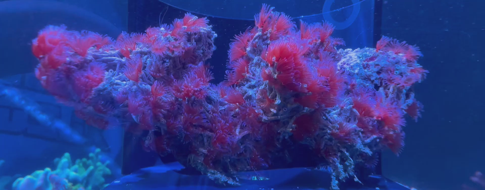 Red Colonial Feather Duster Colonies